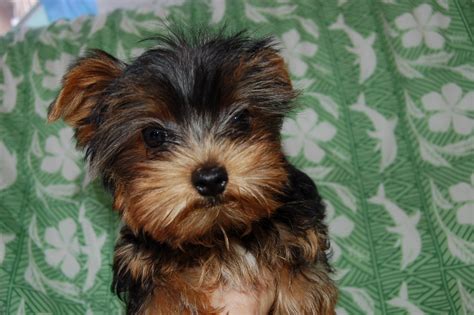 The Heavenly Yorkies Teacup Puppies 16 Weeks