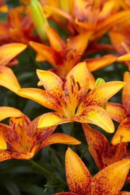 Asiatic Lily Lily Looks Tiny Orange Sensation