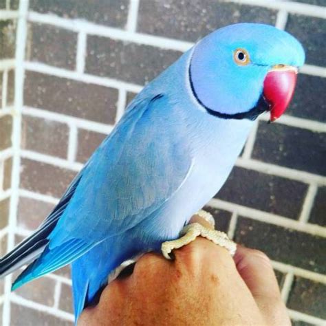 Lost African Ringneck Parakeet Parrot Bird Chermside Queensland Qld