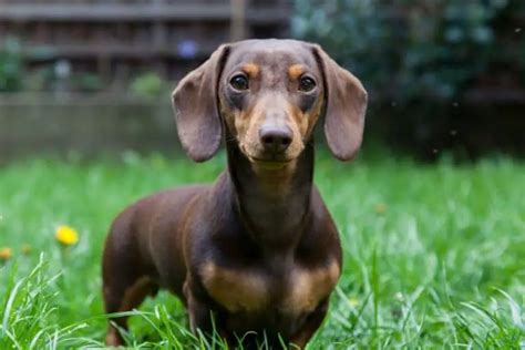 49 How Much Does A Teacup Dachshund Cost Pic Bleumoonproductions