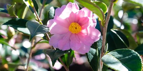 Cold Hardy Camellias Zone 6 The Ultimate Guide Gfl Outdoors