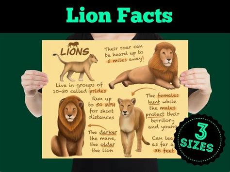 Lions Educational Poster Wildlife Fun Facts For Kids And Etsy In 2022
