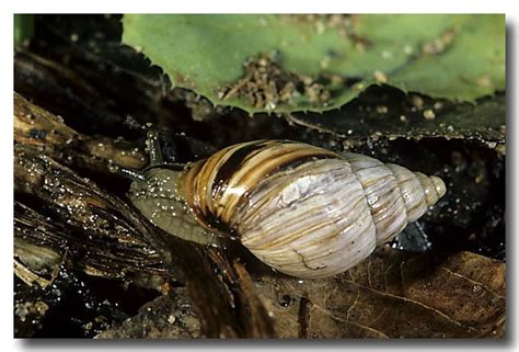 A Native Land Snail Lochman Transparencieslochman Transparencies