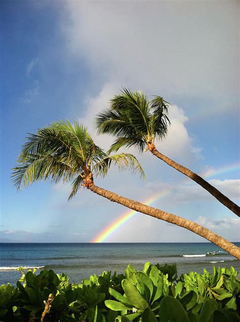 Two Palm Trees On Beach And Rainbow Over Sea Photograph By Robert James