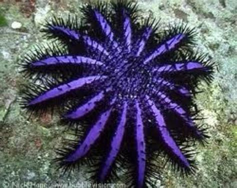 Crown Of Thorns Starfish Underwater Pictures Underwater Life