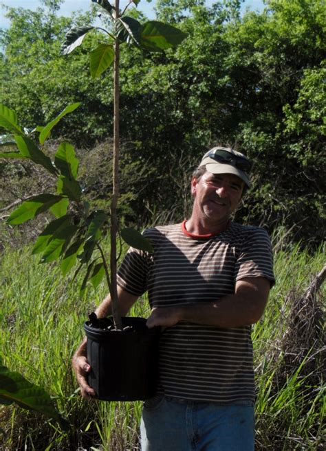 Reforesting Former Pastures In St Croix Us Virgin Islands