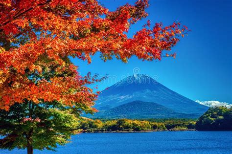 Red Maple Leaves In Autumn At Lake Shoji With Mount Fuji In The