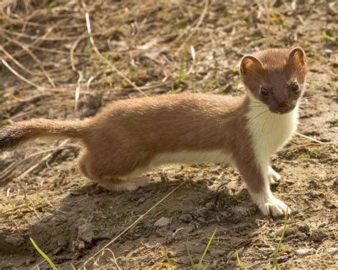 Central Oregon Weasels Skunks And Badgers Think Wild Wildlife