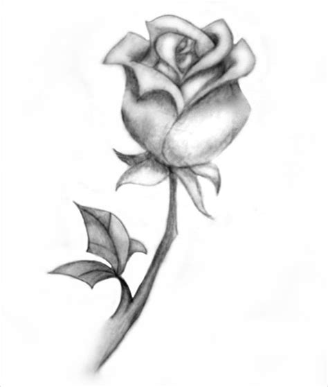 Simple Rose Drawings In Pencil