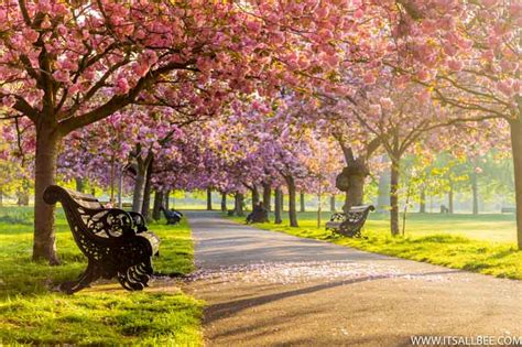 10 Beautiful Places To See Cherry Blossoms In Europe That Will Surprise