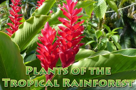 Names Of The Tropical Rainforest Plants
