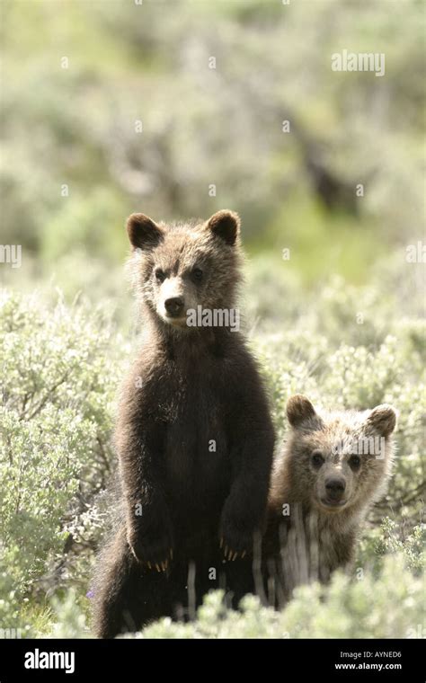 Grizzly Bear Cubs Stock Photo Alamy
