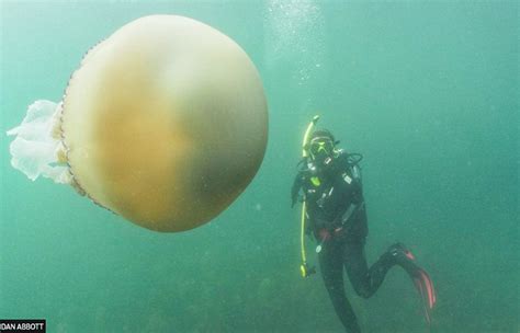 ‘an Incredible Moment Giant Jellyfish Captured On Camera Swimming
