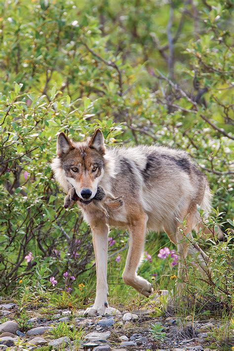 Denalis Wolves Alaska Magazine