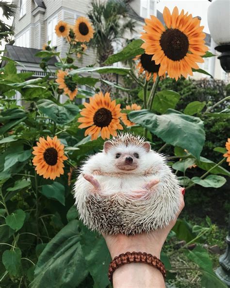 Lionel And Lilo The Hedgehogs On Instagram “alexa Play ‘sunflower By