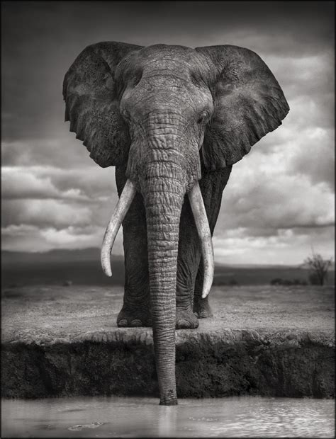 Nick Brandt Majestic Animal Portraits Construction Dairy