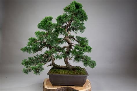 What Is The Best Bonsai Tree For Beginners All Things Bonsai