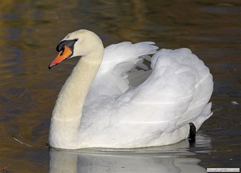 Some individuals tip the scales at over 30 lbs. Identify Mute Swan - Wildfowl Photography.