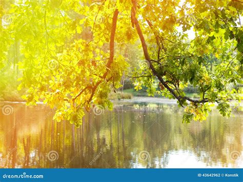 Autumn Tree With Bright Foliage Is Reflected In The Lake Stock Photo