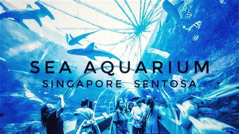 Sea Aquarium Sentosa Island In Singapore Youtube