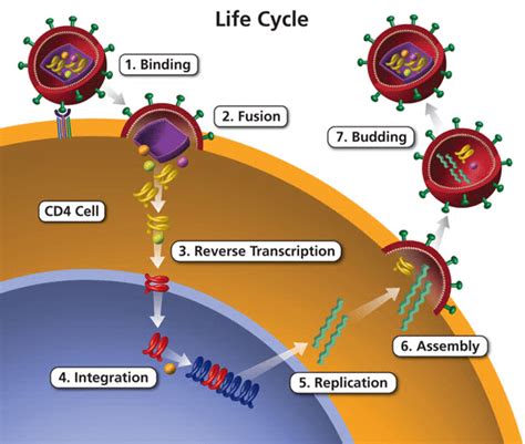 2 The Life Cycle Of Hiv In The Body 19 Download Scientific Diagram