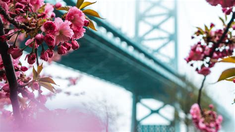 Download Wallpaper 3840x2160 Sakura Flowers Pink Bridge Spring 4k