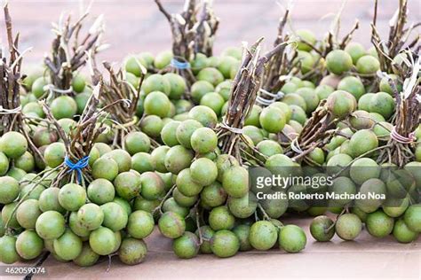 Mamon Fruit Photos And Premium High Res Pictures Getty Images