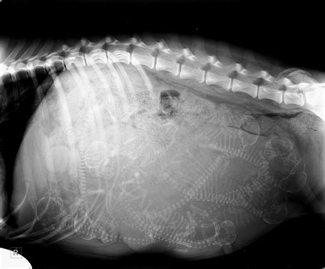 This X Ray Of My Sisters Pregnant Dog Roddlyterrifying