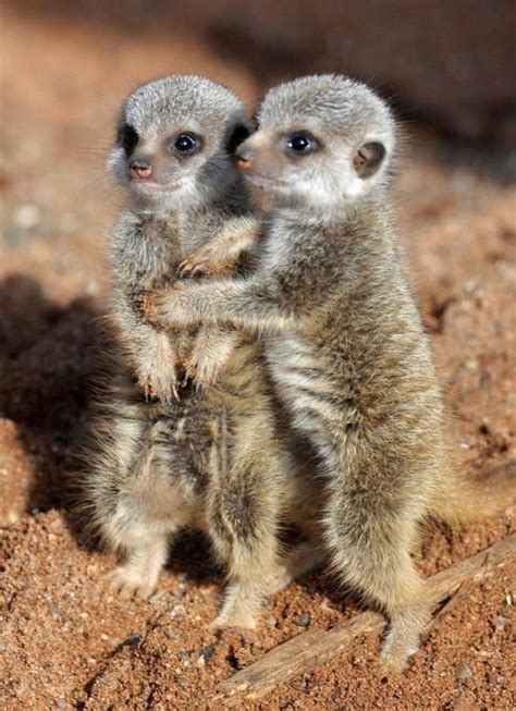 Baby Meerkats Cute Animals Cute Animal Pictures Baby Animals