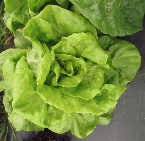 Head Lettuce Seeds St Clare Heirloom Seeds Heirloom And Open