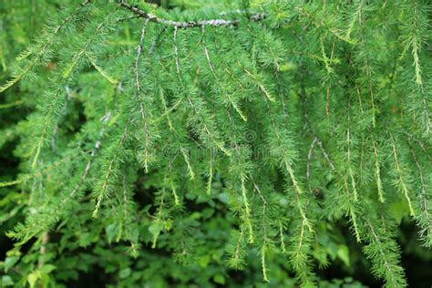 Larch Tree Branch Stock Photo Image Of Summer Coniferous 48472186