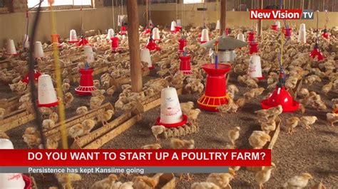 Do You Want To Start Up A Poultry Farm Youtube