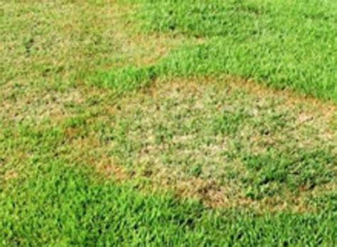 Bestof You Best How To Patch Zoysia Grass Of All Time Check It Out Now