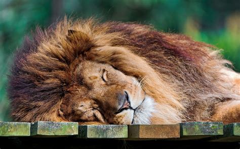 Sleeping Lion 1920x1200 Обои Животные