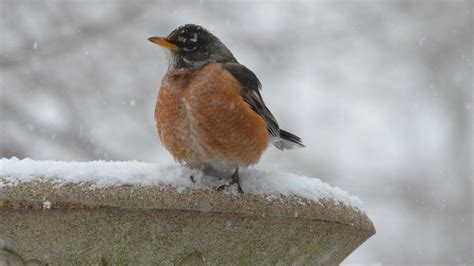 Spring Has Certainly Not Arrived So Why Have The Robins Share Your