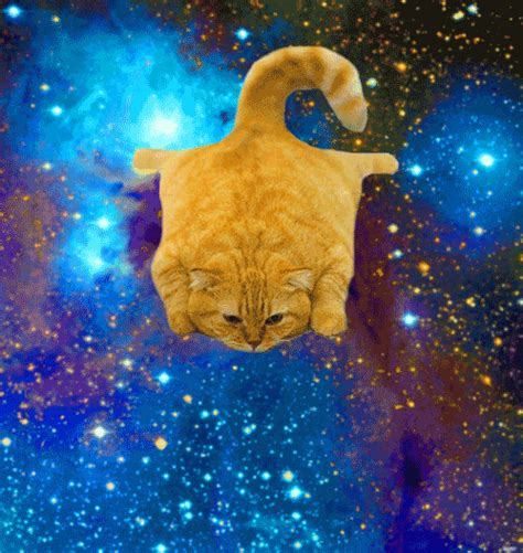 Space Cat GIF Find Share On GIPHY