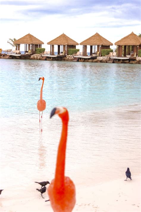 Visiting Flamingo Beach In Aruba Everything You Need To Know