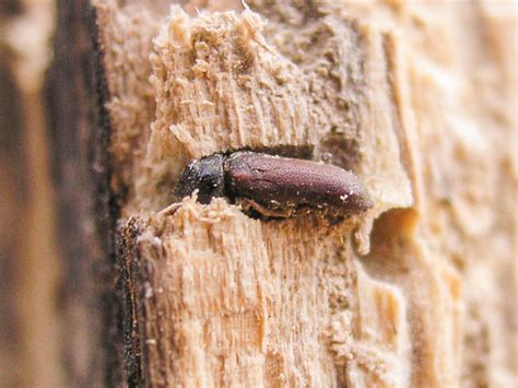 Woodworm Control London Prime Pest Control London