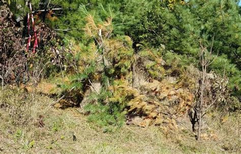 Ground Blinds For Bow Hunting Blinds