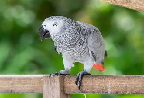 African Grey Parrot Uk Buy African Grey Parrot