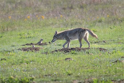Free Images Grass Meadow Prairie Wildlife Coyote Fauna