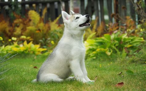 White Husky Puppy Wallpapers 2560x1600 1136792