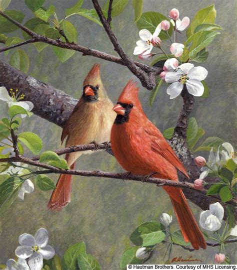 Cardinal Pair Bird Drawings Birds Painting Watercolor Bird