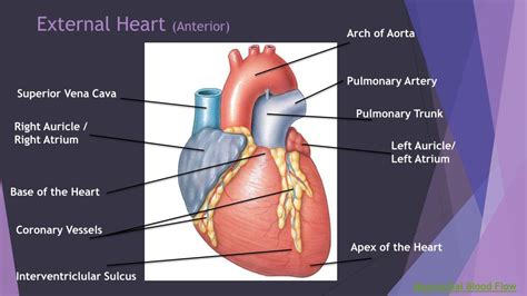External Layer Of The Heart
