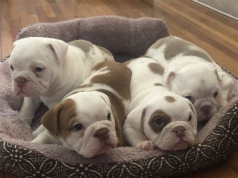 79 Price For English Bulldog Puppies Picture Bleumoonproductions