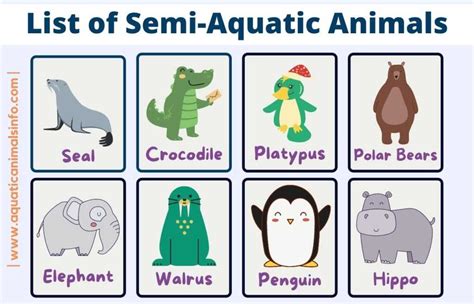 List Of Semi Aquatic Animals Definition With Pictures Animals Space