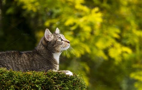 Young Adult Cat Outdoors ~ Animal Photos On Creative Market