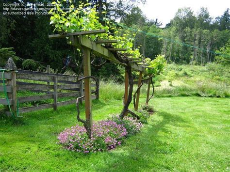 I then attached the middle pipe to the trellis after the main structure was up. backyard grape vines - Google Search | Garden vines, Backyard vineyard, Grape trellis