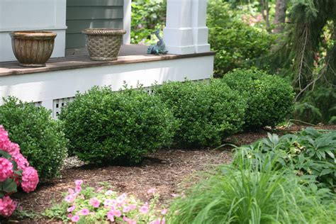 Sprinter® Boxwood Buxus Microphylla Proven Winners