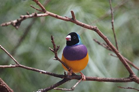 5 Beautiful Australian Birds On The Brink Of Extinction Aviculture Hub